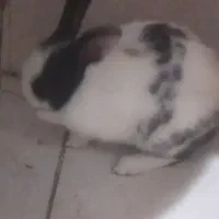 خرگوش  ۲۵۰   زبر زرنگ