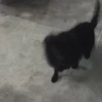 سگه گم شوده کمربندی شهرک جامی