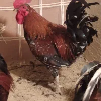 ۴عدد خروس رسمی گلین نطفه دار