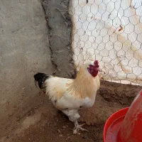 خروس برهما یکی ماشین شارژی خروس مرغ