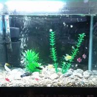 فروش فوری آکواریوم با پایه و لوازم جانبی زیر قیمت
