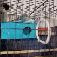 جفت مرغ عشق مولد تخم گزار