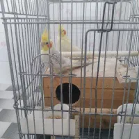 فروش یک جفت عروس هلندی بالغ با قفس لانه وغیره