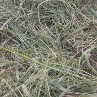 علوفه مجانی