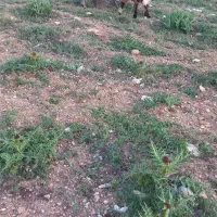 بزو بیگ