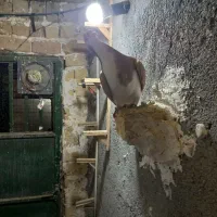 جوجه المانی