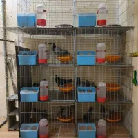 قفس جفت خونه کبوتر