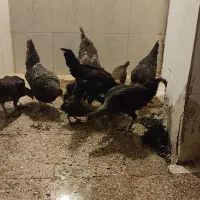 فروش مرغ جوجه