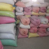 گندم دیم تمیز