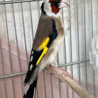 سهره گردن کلفت
