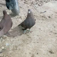 کفتر تافته‌ای سرخ دم سفید|پرنده|شیراز, جوادیه|دیوار