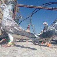 کبوتر.  سرور چاپی|پرنده|شیراز, شریف‌آباد|دیوار