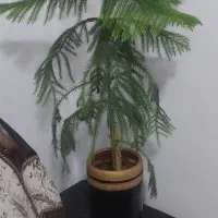 گل طبیعی کاج مطبق یوکا زاموفیلیا