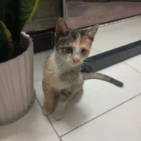 گربه دو ماه واگذاری ماده