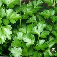 سبزی پاک میکنم در منزل روزی ده کیلو درمنزل