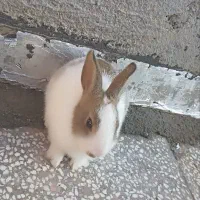 خرگوش|موش و خرگوش|گناباد, |دیوار