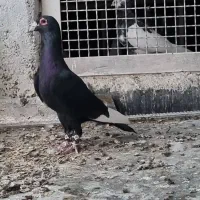 کبوتر