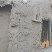 کبوتر جفت باش قرمزی|پرنده|ارشق, |دیوار