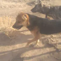 سگ رمه