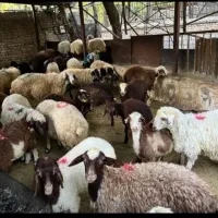 فول امکانات برای قربانی کردن گوسفند احشام تقلی