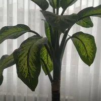 گل دیفن باخیا|گل و گیاه طبیعی|رشت, کوی مهر|دیوار