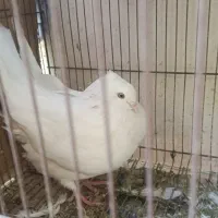 جوانه اراکی