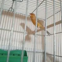 سه عدد قناری نر