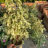 بنجامین ابلق