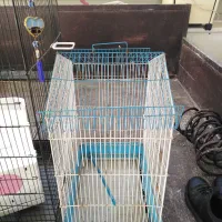 قفس پرندگان|پرنده|چمران, |دیوار