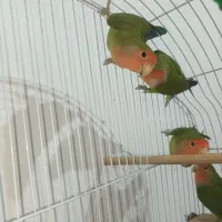 طوطی برزیلی سبز