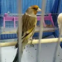 سهره غناری ول ول دار دوستا سهره دهن دار فروش فوری