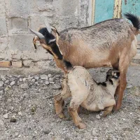 بز زاییده جوان