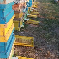 فروش عسل شان به صورت عمده و خرده..|خوردنی و آشامیدنی|مشگین شهر, |دیوار