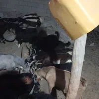 چاق کهره بز