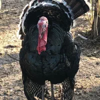 بوقلمون نر  برنزی درجه یک 8ماه