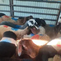 قصاب گوسفند زنده|خدمات پذیرایی، مراسم|قم, نیروگاه|دیوار