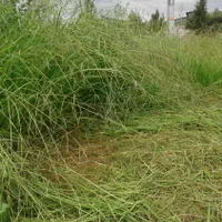 علف زنی|خدمات باغبانی و درختکاری|رشت, نیروی دریایی|دیوار