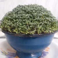 سبزه|گل و گیاه طبیعی|بروجرد, |دیوار