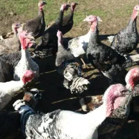 بوقلمون و اردک|حیوانات مزرعه|پره‌سر, |دیوار