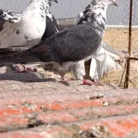 کفتر|پرنده|قم, ولیعصر|دیوار