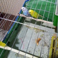 دوعدد مرغ عشق سالم و سرحال