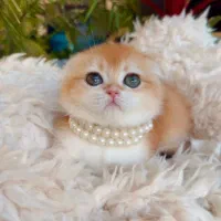 بچه‌گربه‌های نژادی آماده تحویل