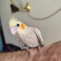 جوجه عروس هلندی