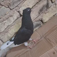 زاغ دم سفید سرخ دم سفید سرور