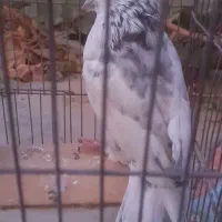 کفتر|پرنده|شاهرود, |دیوار