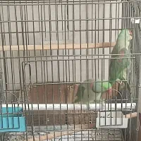 جفت شاه طوطی مولد سه ساله