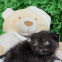 افر ویژه پیشی ملوس|گربه|اصفهان, بهار آزادی|دیوار