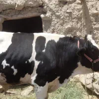 گوساله چاق سرک دار