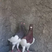 کبوتر یهودی معاوضه