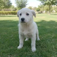 سگ پاکوتاه تریر